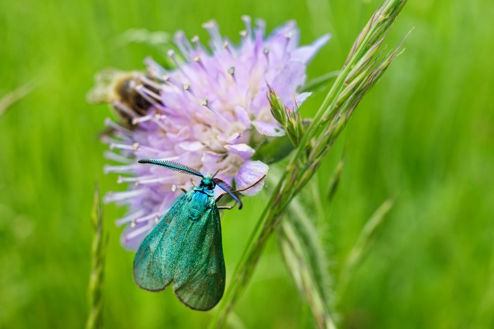 Blaues Widderchen