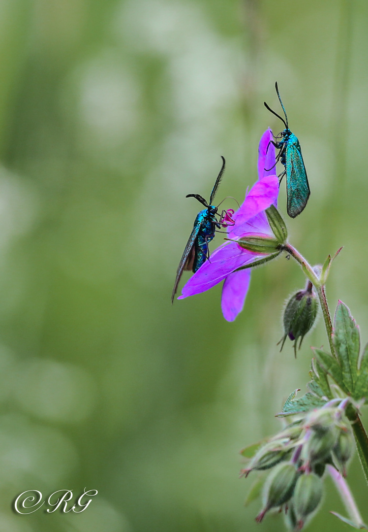 blaues Widderchen