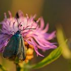 Blaues Widderchen