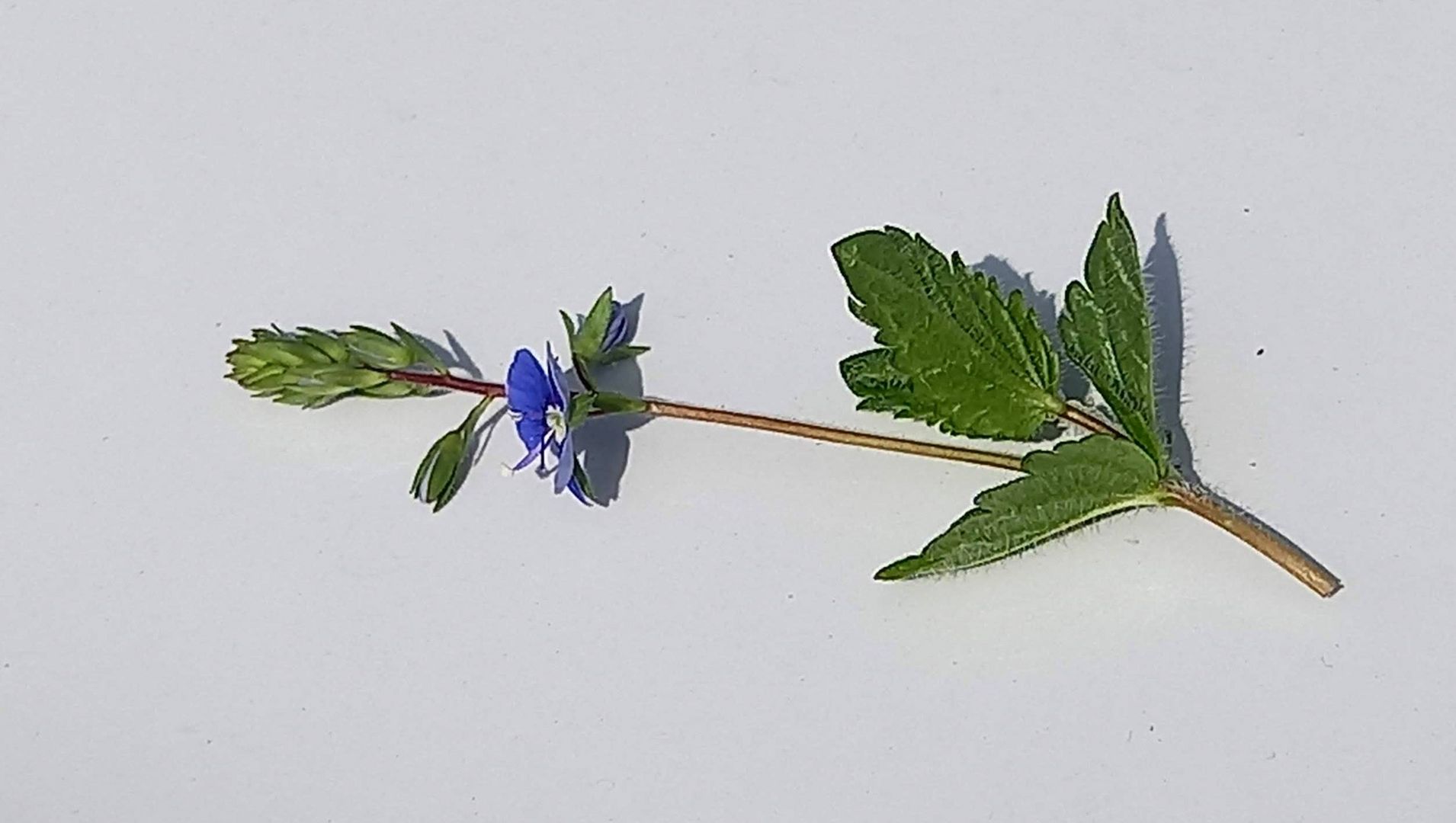 blaues Wiesenblümchen -1-