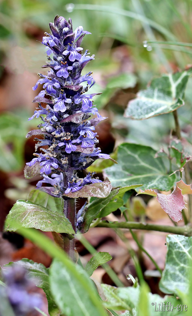 blaues Wiesenblümchen...