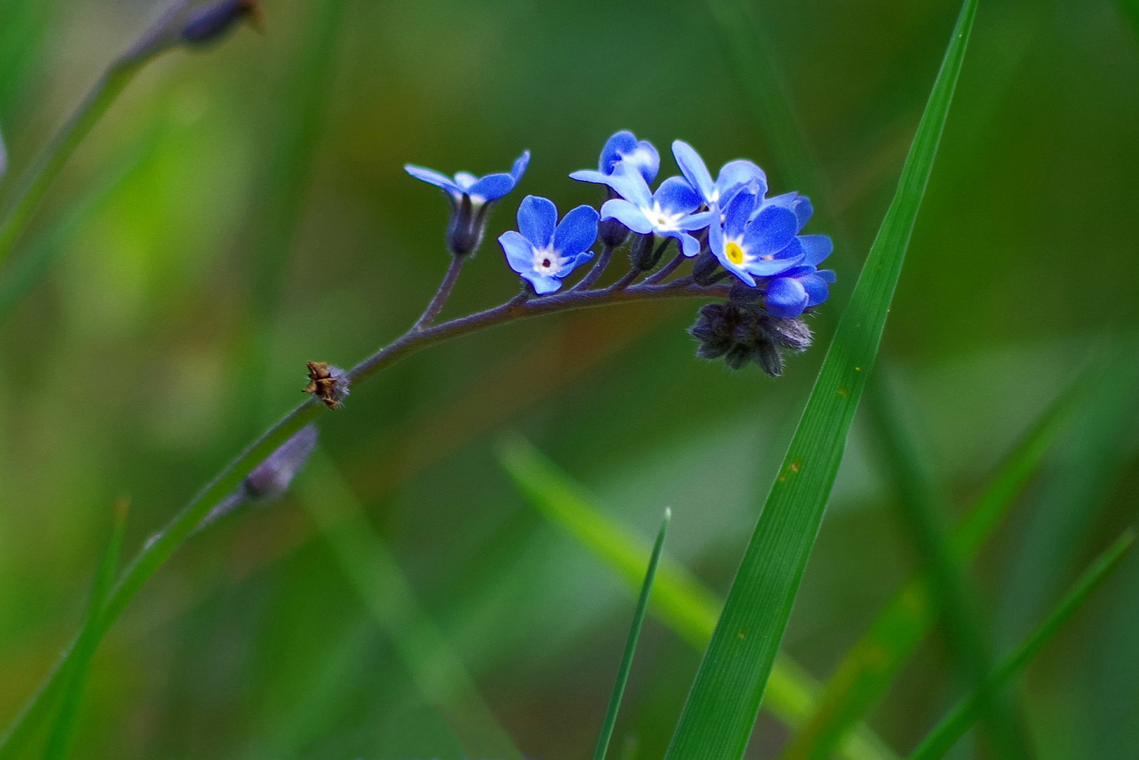 blaues Wildblümchen