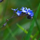 blaues Wildblümchen