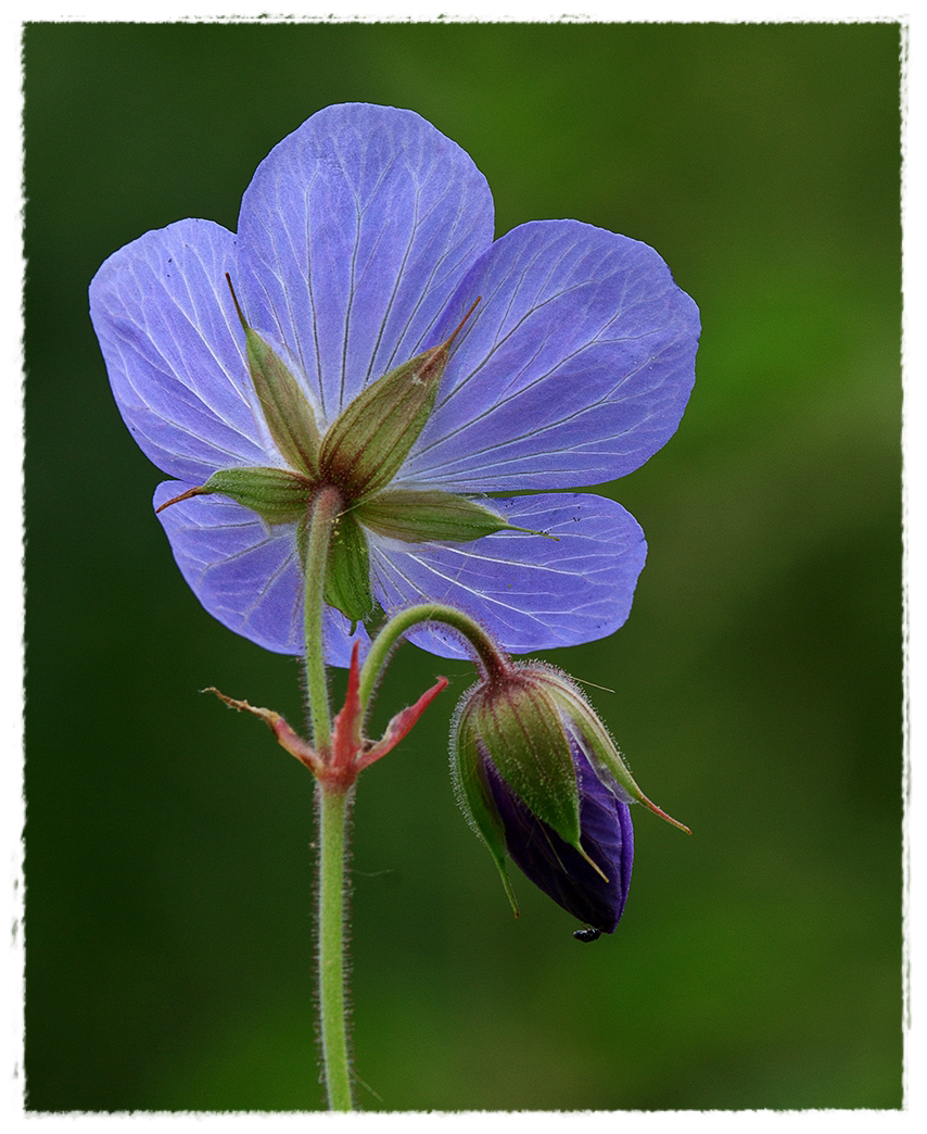 Blaues Wunder