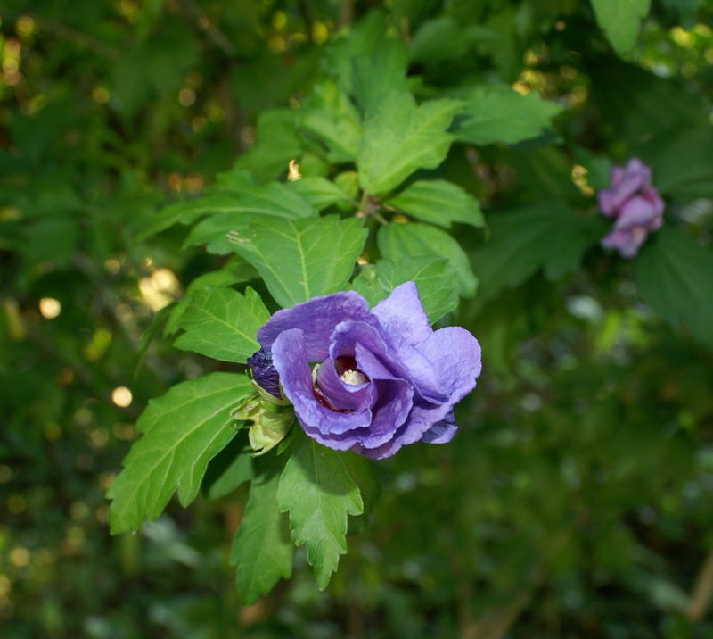 Blaues Wunder von Marie-Christine P.