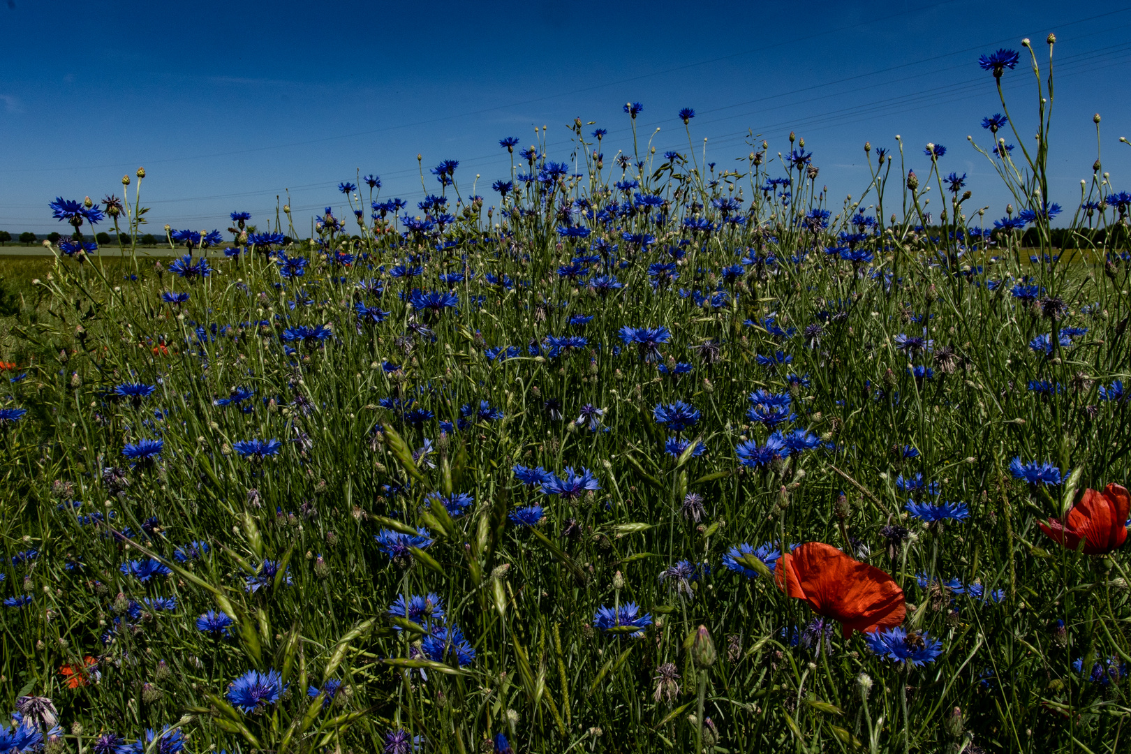 Blaues Wunder