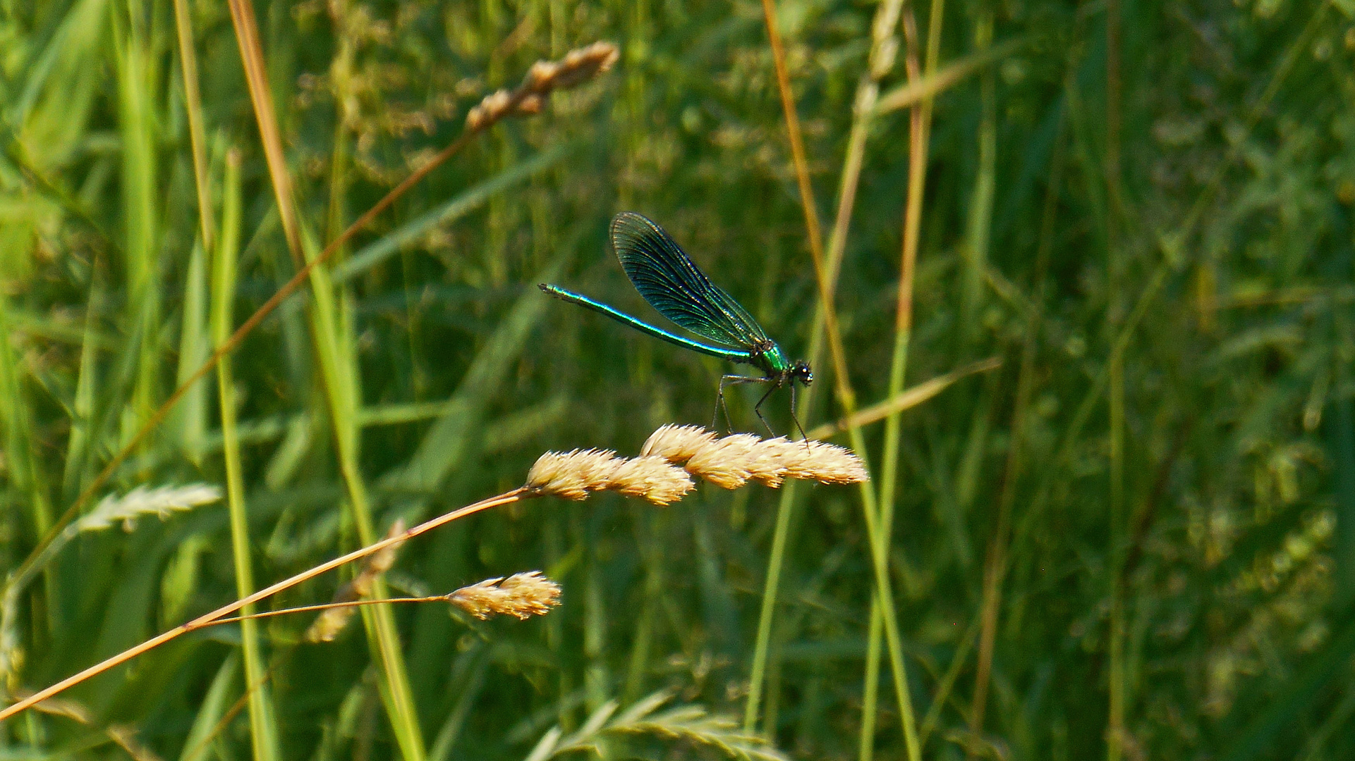 Blaues Wunder 2