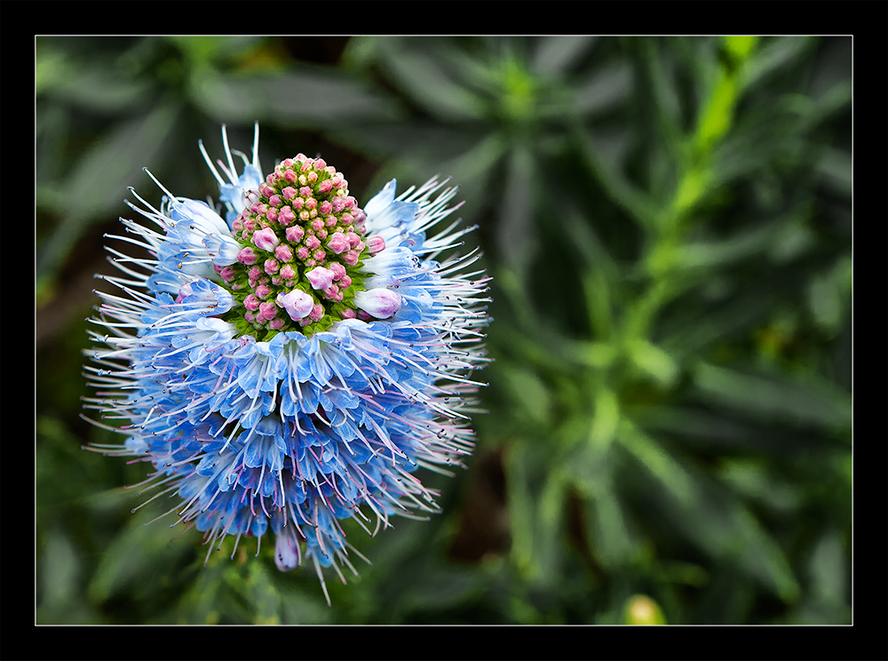 <blaues Wunder> von FOTOZIRKEL 