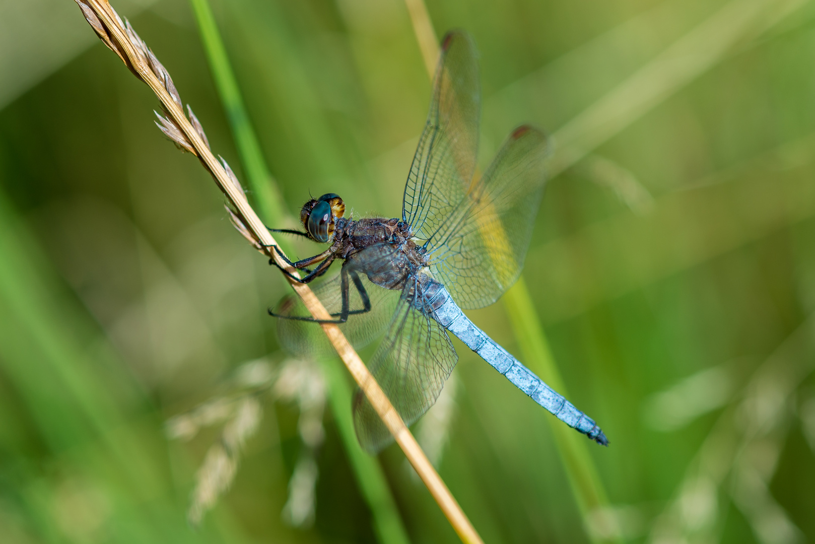 Blaues Wunder