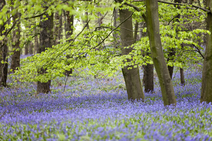 Blaues Wunder