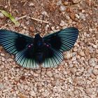 Blaues Wunder (Blue-rayed Metalmark)