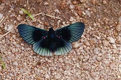 Blaues Wunder (Blue-rayed Metalmark)