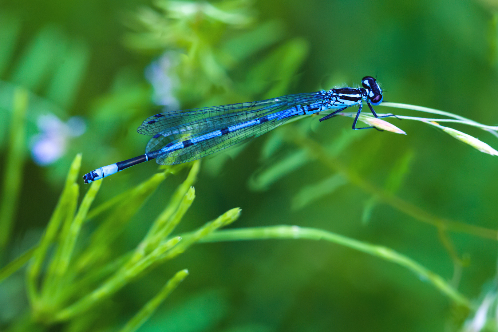 Blaues Wunder der Natur