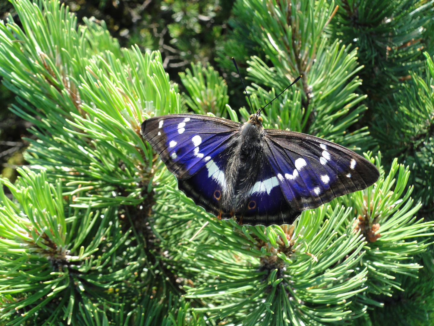 Blaues Wunder der Natur