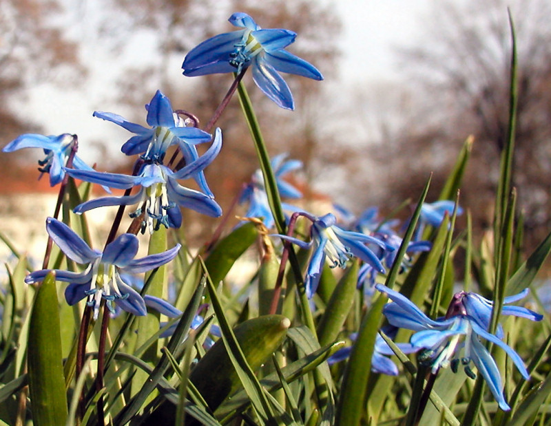 Blaues Wunder ganz groß