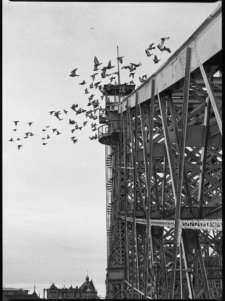 Blaues Wunder in Dresden