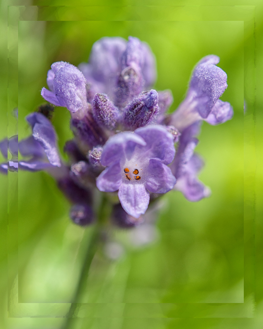 Blaues Wunder - Lavendel