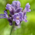 Blaues Wunder - Lavendel