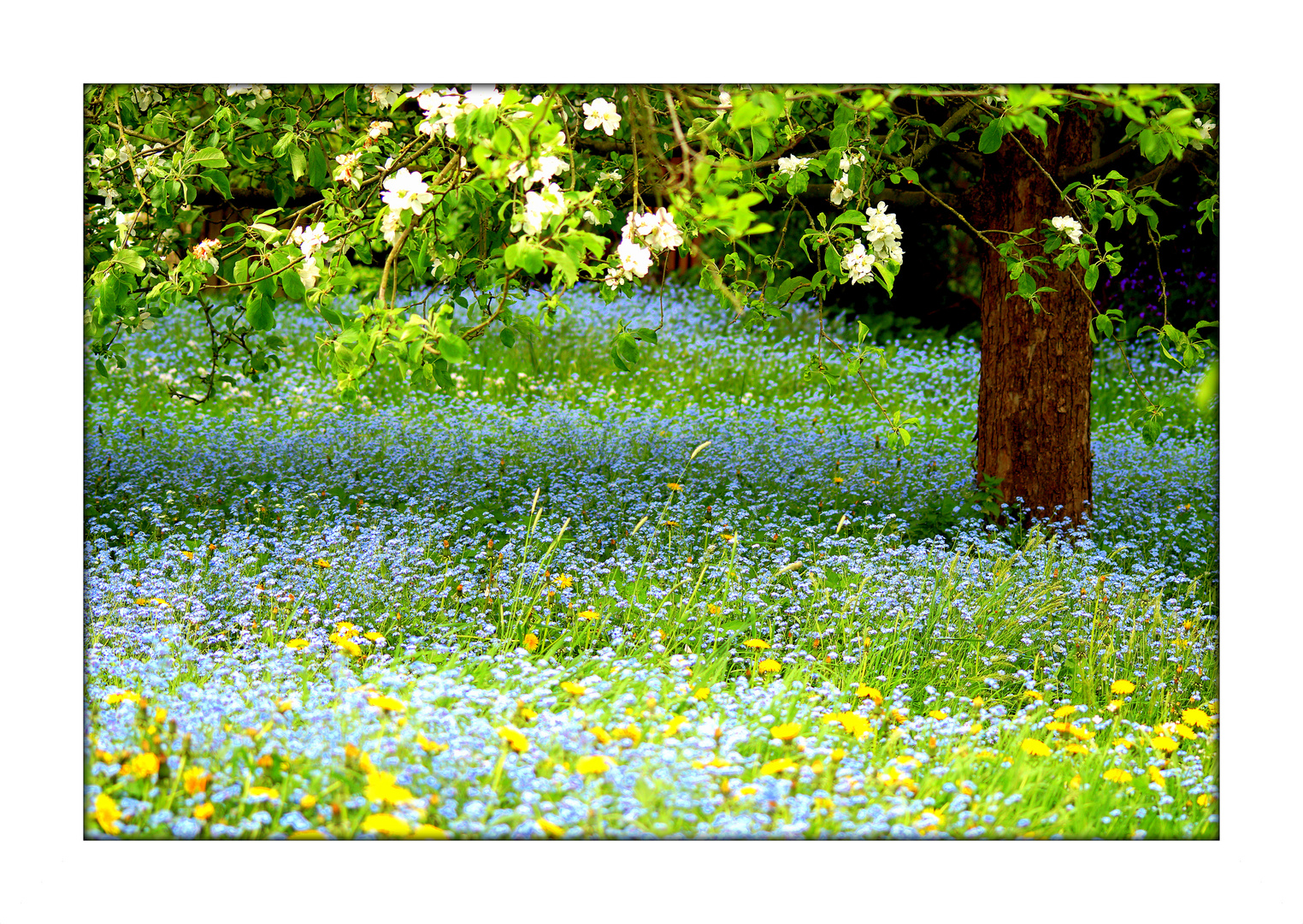 Blaues Wunder...in Schäffer`s Garten...