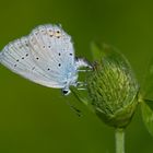 Blaues Zipfelchen