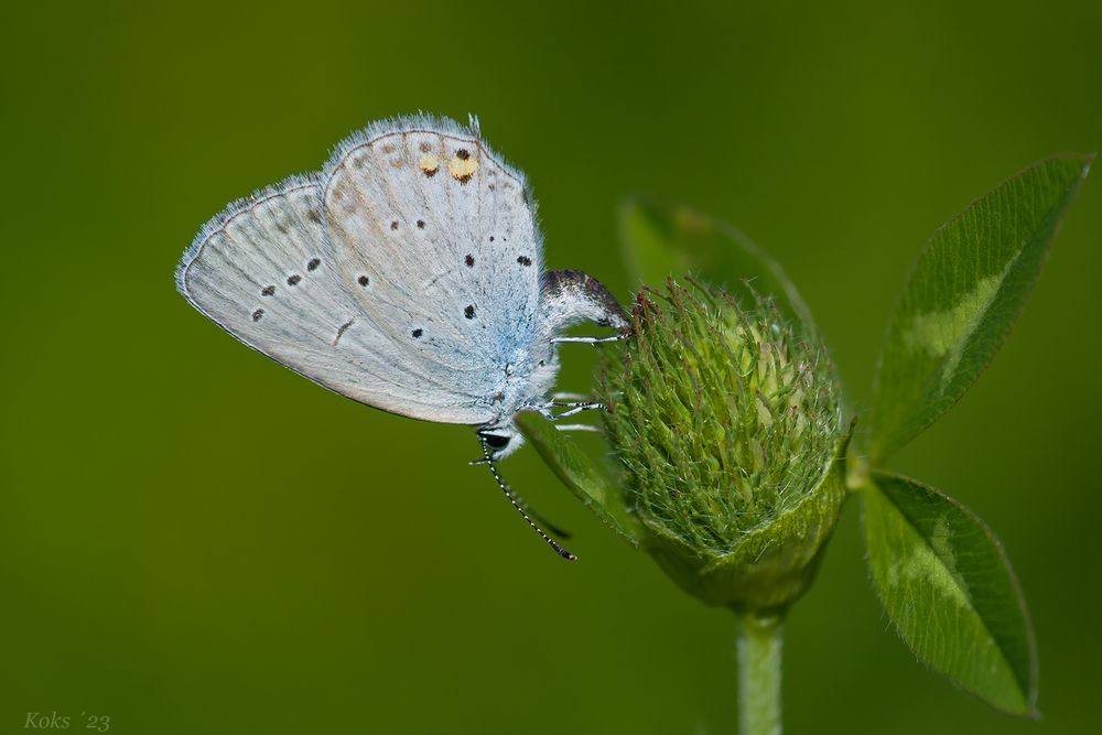 Blaues Zipfelchen