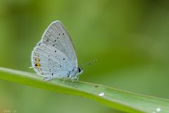 Blaues Zipfelchen