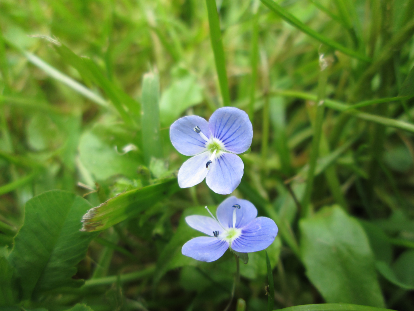 Blaues zweisam