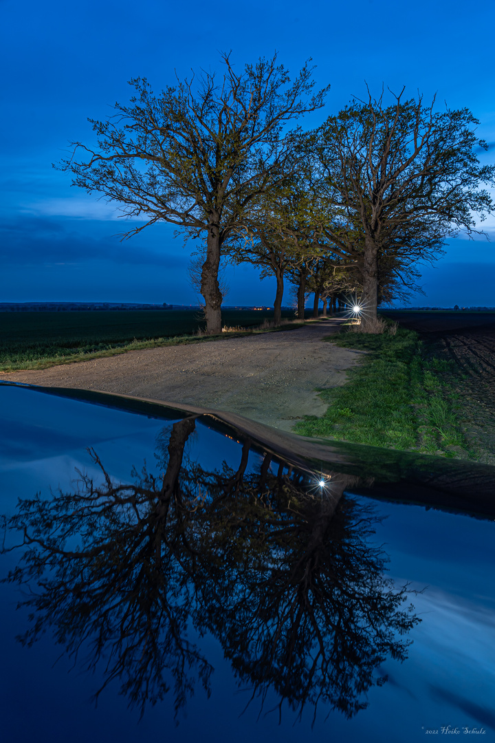 BlaueStundenMotorHaubenEichenAlleeSpiegelung