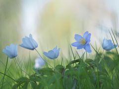 Blaue.Tänzer.