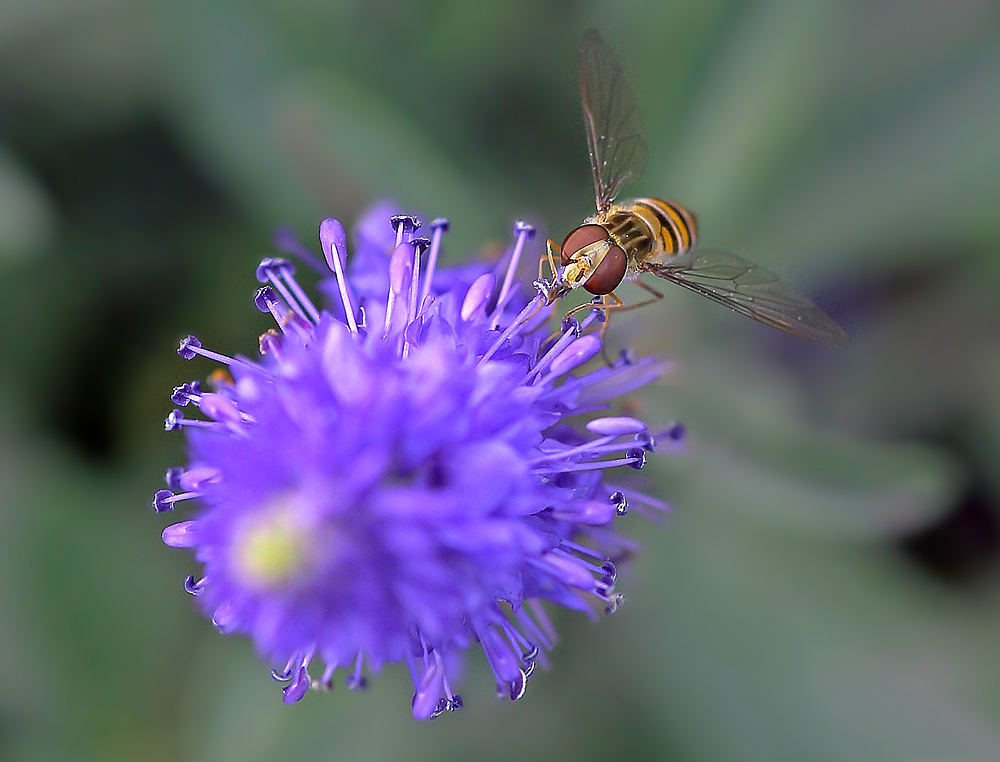 Blaufahrer?