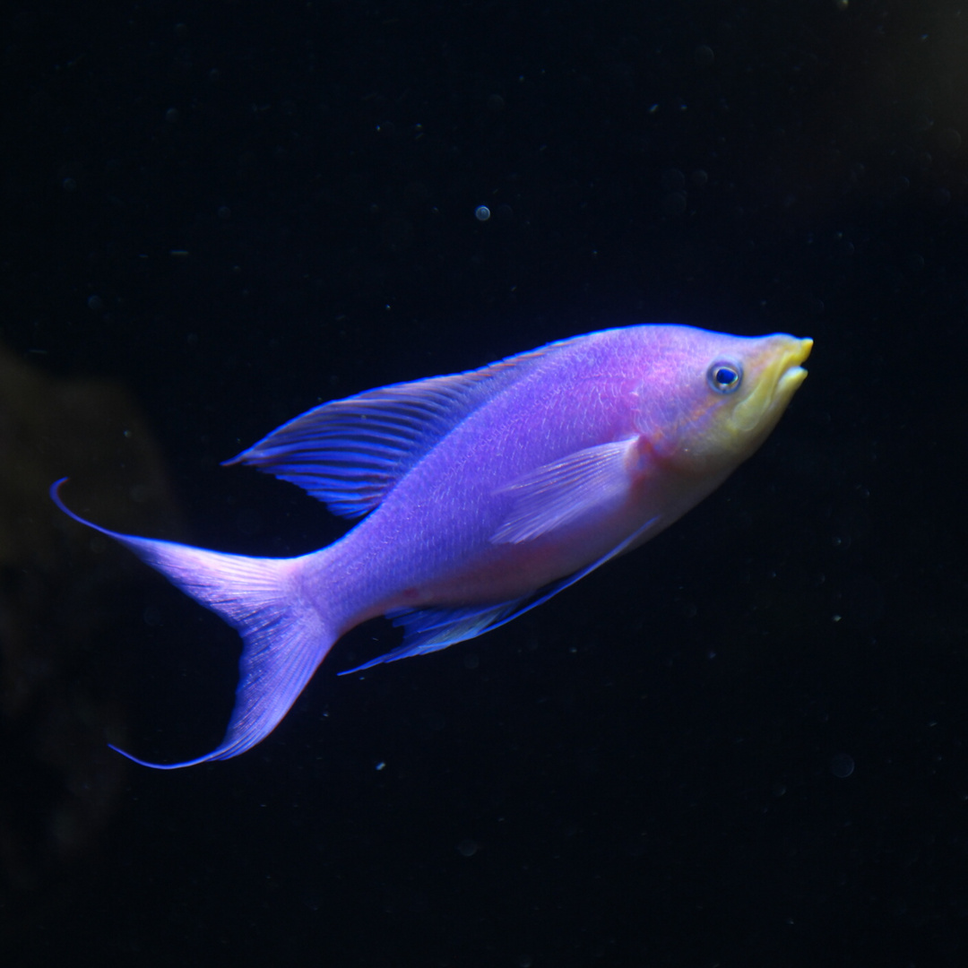 Blaufisch Foto Bild Tiere Wildlife Fische Bilder Auf Fotocommunity