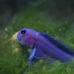 Blaufisch im Grünen