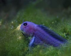 Blaufisch im Grünen