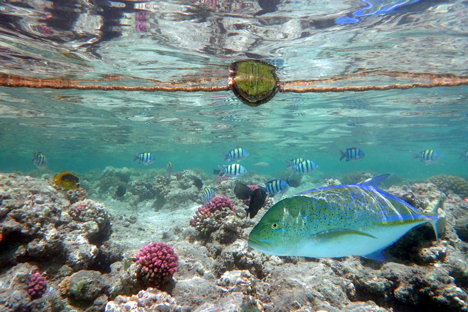 Blauflossen-Stachelmakrele auf Patroullie im Flachwasser