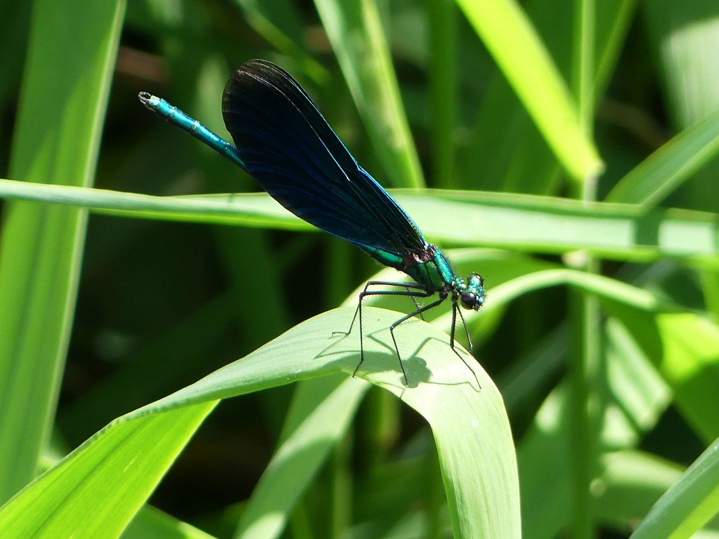 Blauflügel-Brachtlibelle