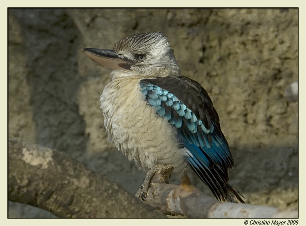 Blauflügel-Jägerliest in der Wintersonne