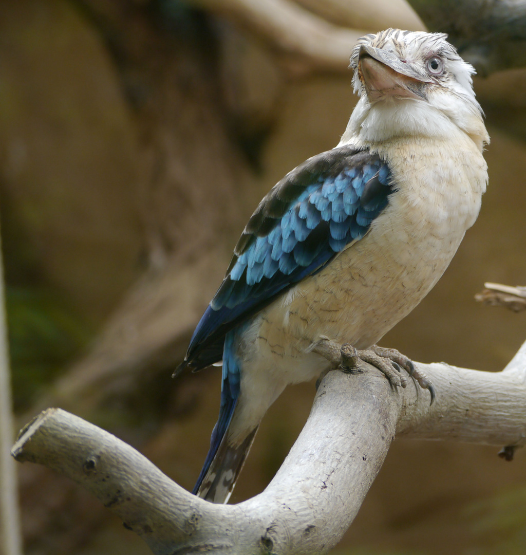 Blauflügel-Kookaburra