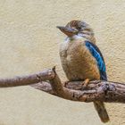 Blauflügel-Kookaburra