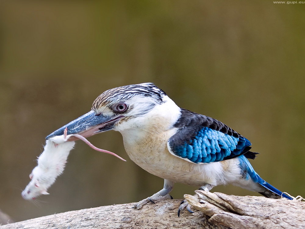 Blauflügel-Kookaburra