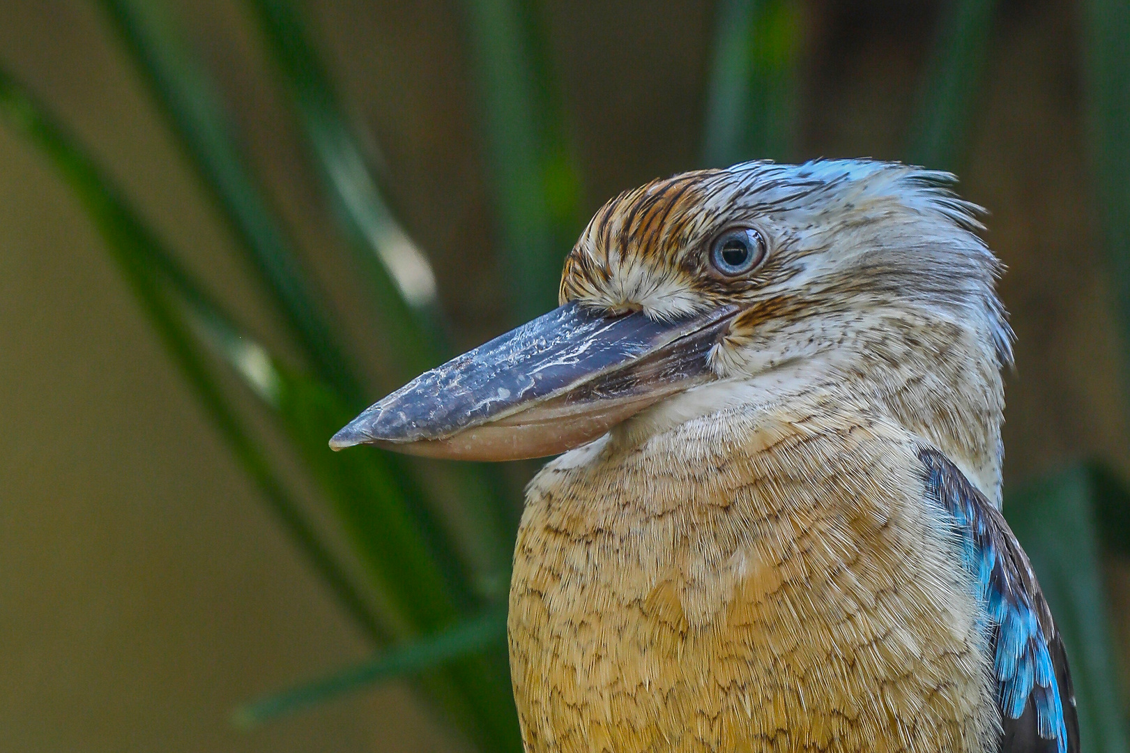 Blauflügel-Kookaburra