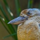 Blauflügel-Kookaburra