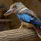 Blauflügel-Kookaburra