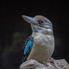 Blauflügel-Kookaburra oder Haubenliest