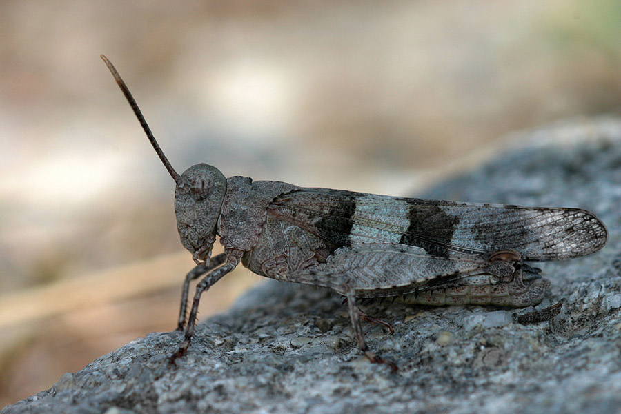 Blauflügel Ödlandschrecke