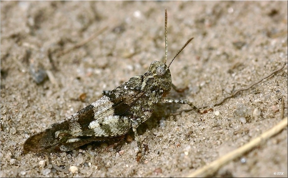 Blauflügel Ödlandschrecke