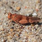 Blauflügel-Ödlandschrecke (braun) in der Oberlausitzer Heide