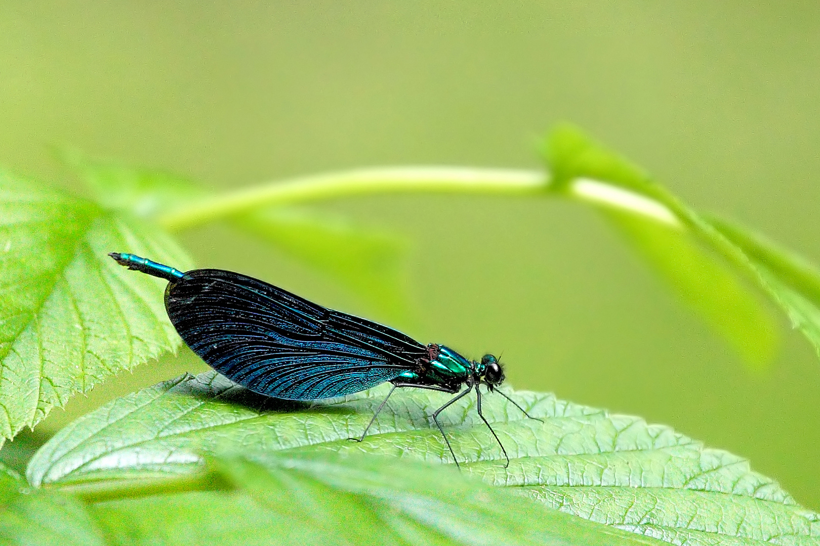 Blauflügel Prachtlibe