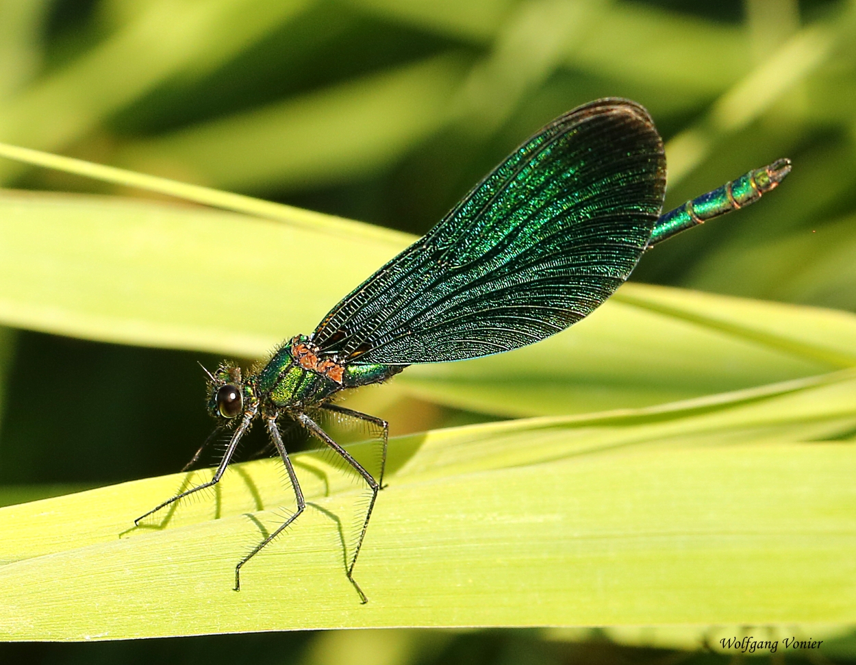 Blauflügel Prachtlibelle