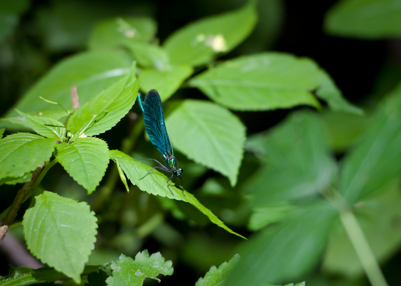 Blauflügel Prachtlibelle