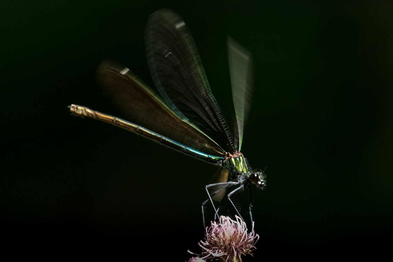 Blauflügel Prachtlibelle 